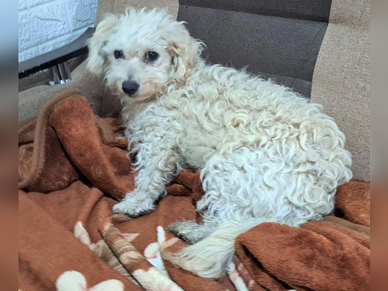 Der kleine Fizz sucht ein liebevolles Zuhause