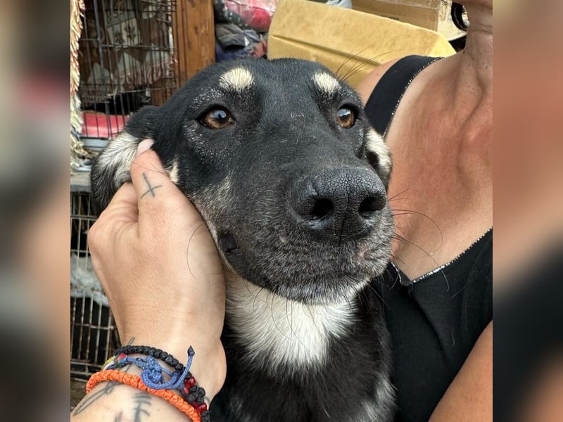 ⭐️ONYA⭐️, Hündin, fast 3 Jahre, 40 cm, Mischling, Tierschutz