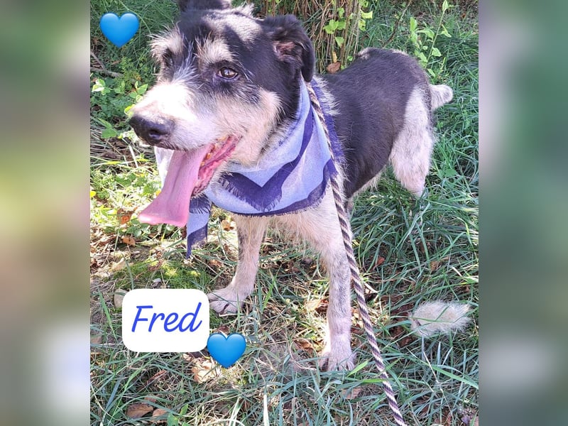 Fred 10 Jahre, wurde in Rumänien ausgesetzt