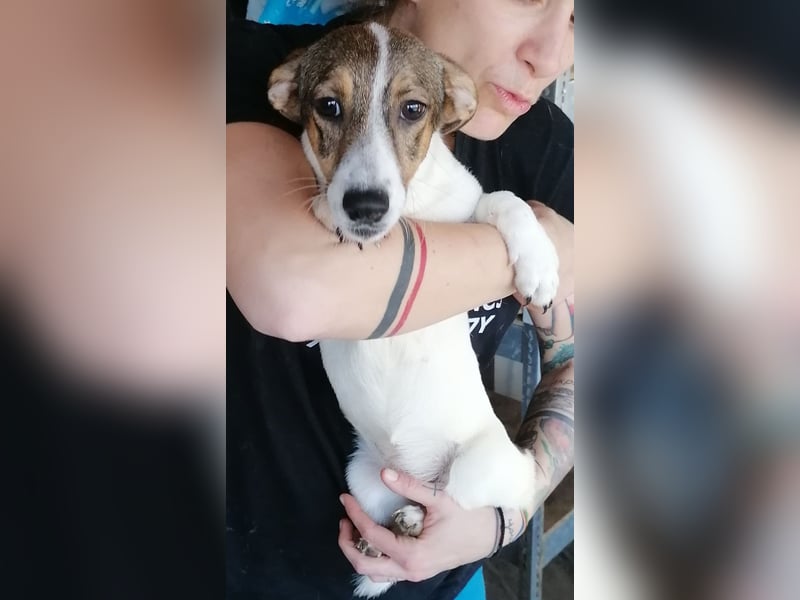 ⭐️MOLLY⭐️, süße Hündin, 3 Jahre, 27cm, Mischling, Tierschutz