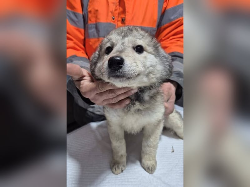 Welpenhündin 890521 sucht ihre Menschen