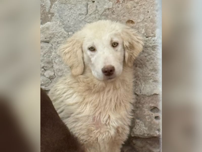 ⭐️DEXI⭐️, liebevolles Hundekind, Hündin, 6 Monate, im Wachstum, Mischling, Tierschutz