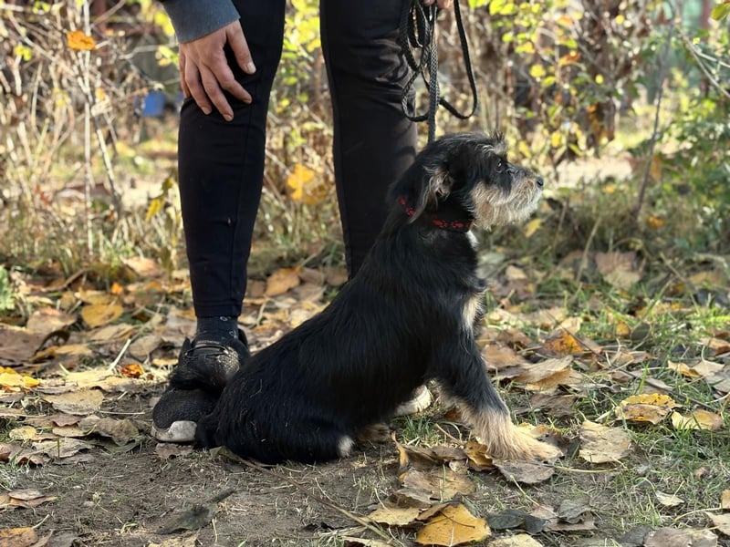Texton - Er will nicht im Tierheim aufwachsen!