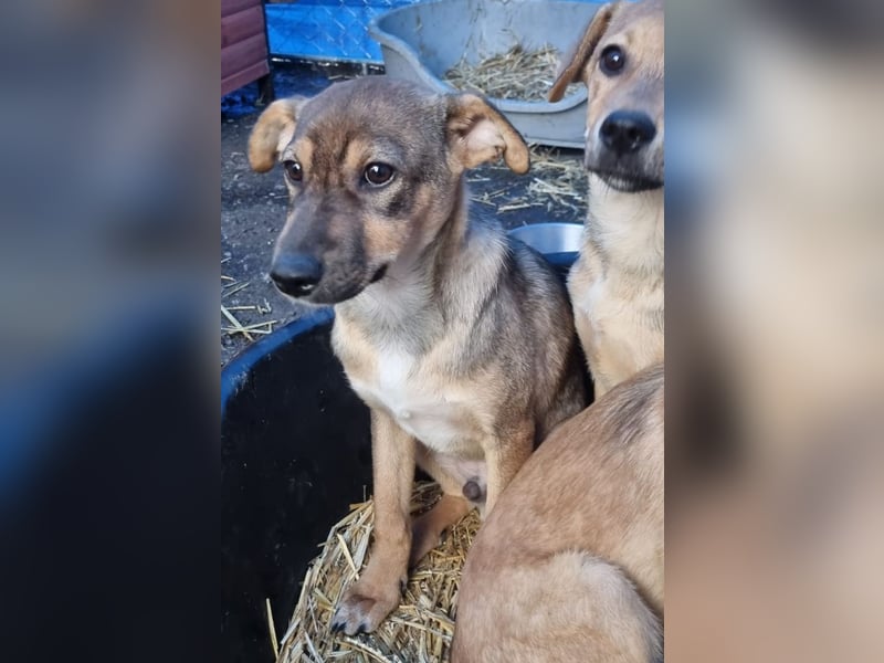 ⭐️ERICH⭐️, Kuschelkerl, Welpe, 6 Monate, im Wachstum, Mischling, Tierschutz
