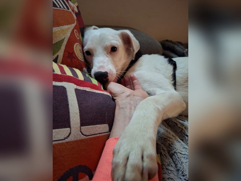 ARTEMIS, lustige Lakritz-Nase, 1 Jahr, 40 cm, Mischlingsmädchen, Tierschutz, Pflegestelle 53773