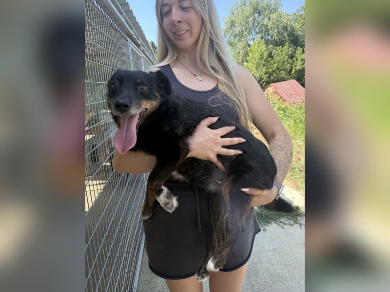 Trixie - Kämpferin sucht großes Glück