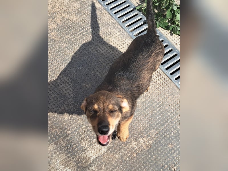 Dackelmix Kambria sucht ihr liebevolles Zuhause
