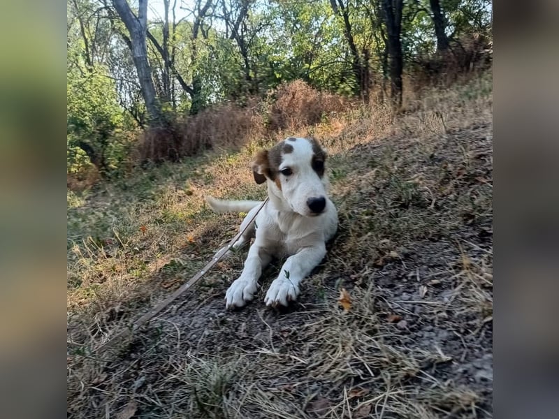 Lumi Tierschutzhund sucht ein Zuhause