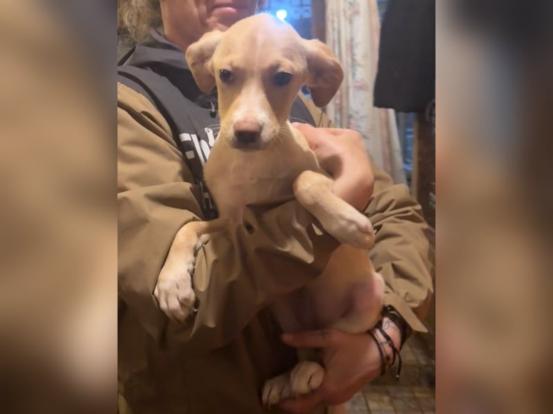 IBIZA, entdeckungsfreudige Welpin, fast 3 Monate, 32 cm, Mischling, Tierschutz Rumänien