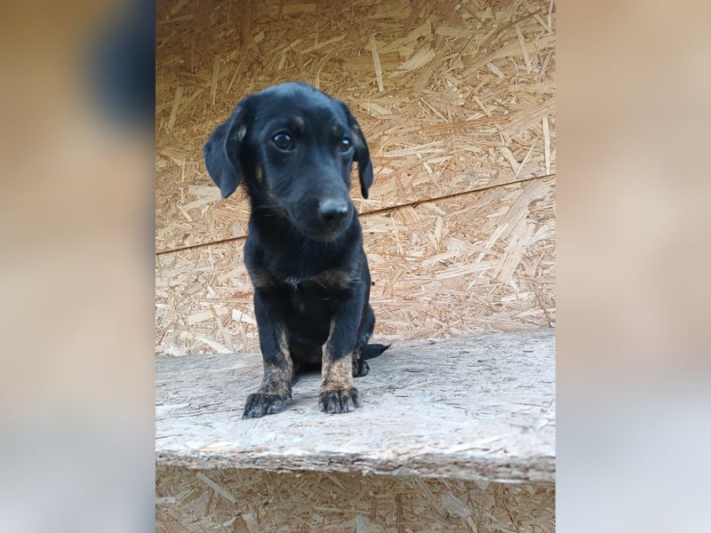 Zoe Tierschutzhund sucht ein Zuhause