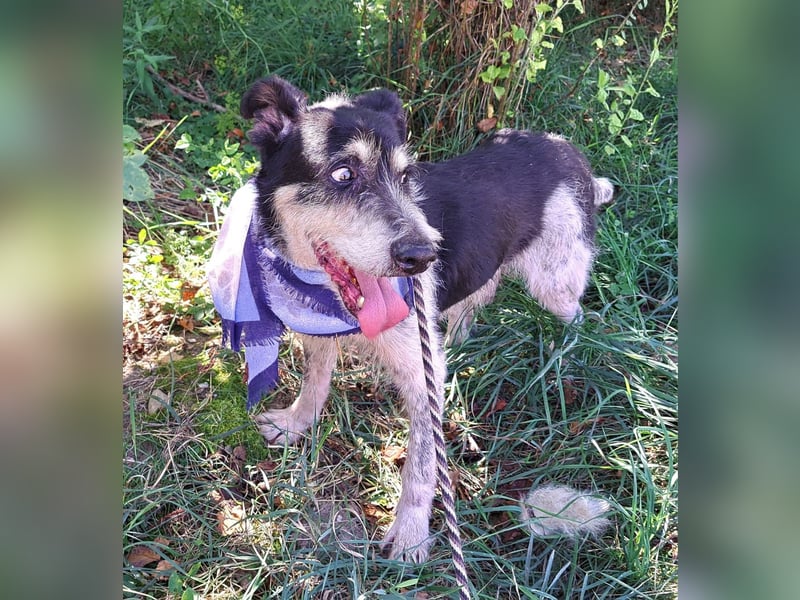 Fred 10 Jahre, wurde in Rumänien ausgesetzt