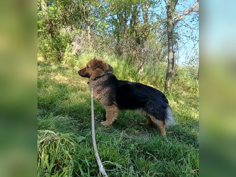 Milly Tierschutzhund sucht ein Zuhause