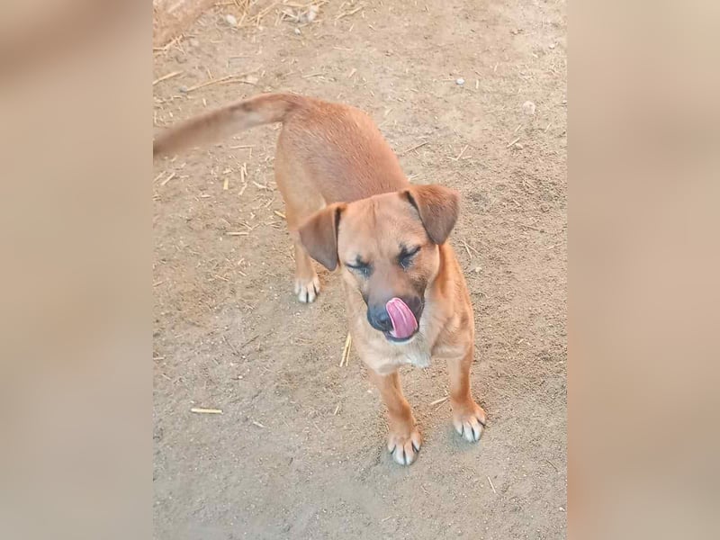 ⭐️OLLI⭐️, lustiger Hundejunge, 1 Jahr, 36 cm, Mischling, Tierschutz