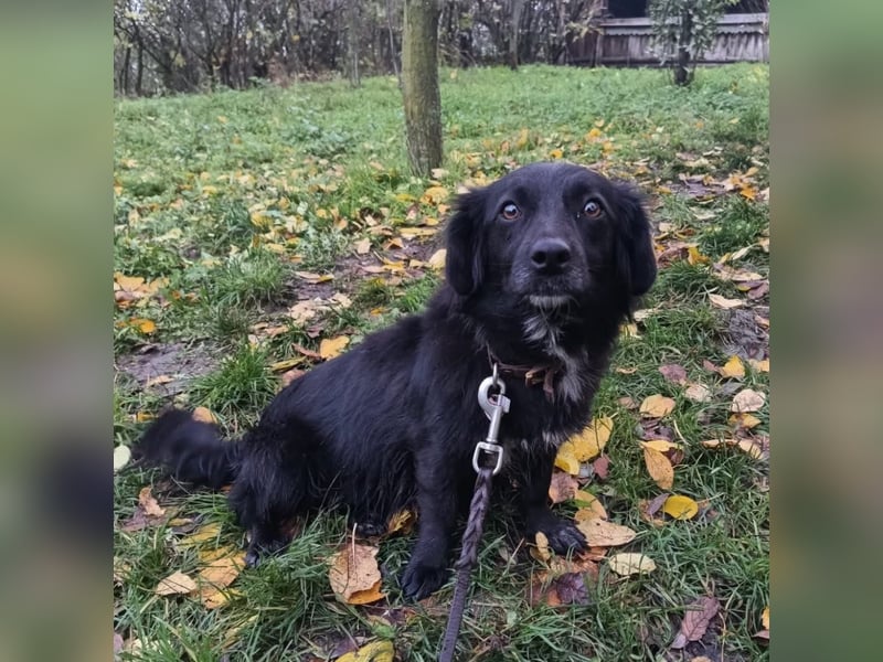 Molly Tierschutzhund sucht ein Zuhause