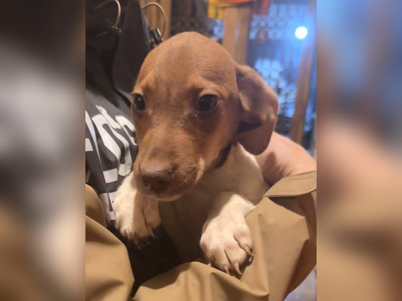 BENI, aufmerksamer Welpe, 3 Monate, 29 cm, Mischling, Tierschutz Rumänien