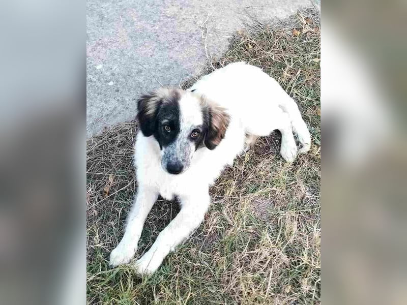 ⭐️RIKY⭐️, hübscher Rüde, 2 Jahre, 35 cm, Mischling, Tierschutz