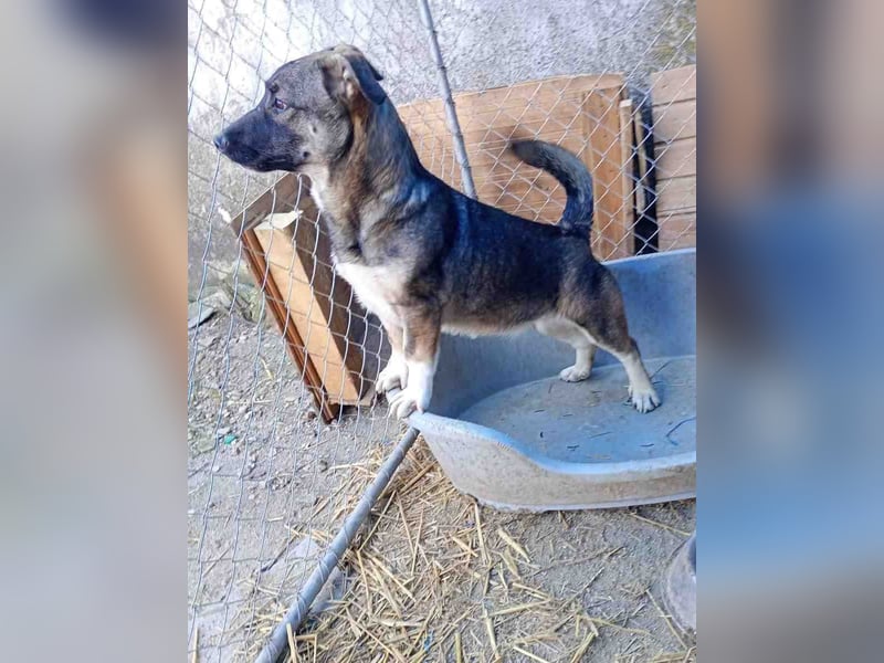 ⭐️ILLA⭐️ Hündin, 1 Jahr, 34 cm, Mischling, Tierschutz