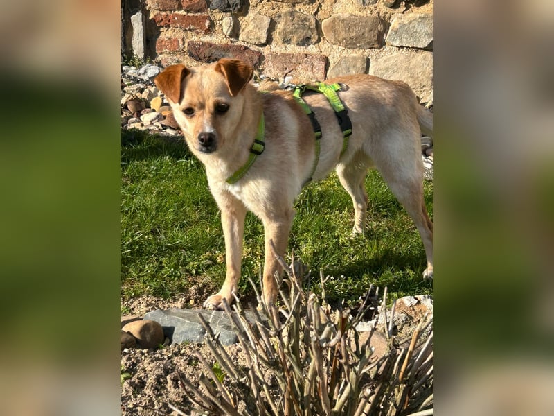 Goldi Tierschutzhund sucht ein Zuhause