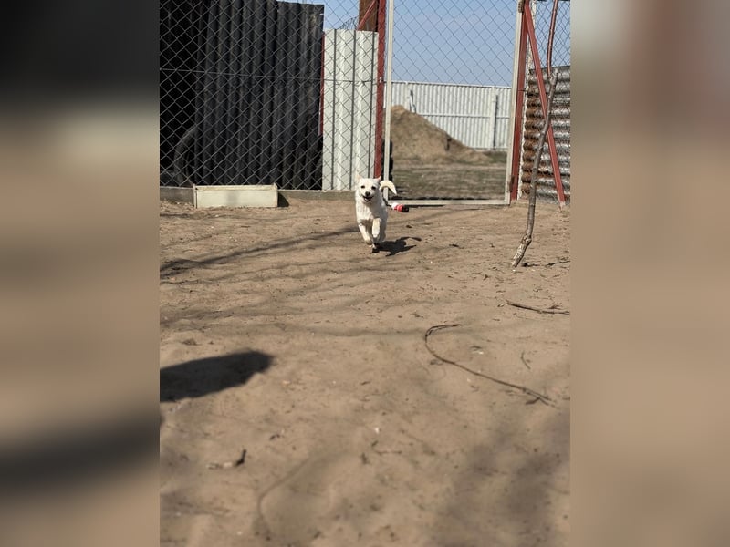 Bibe sucht ein Herz, das sie liebt