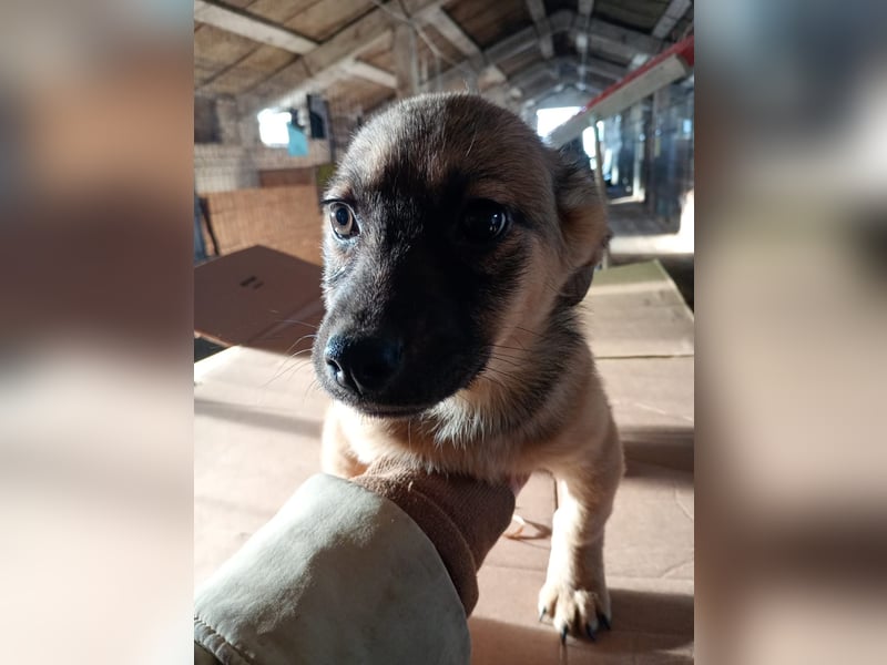 ⭐️Phaja⭐️, aufgewecktes Welpenmädchen, 4 Monate, 26 cm, Mischling, Tierschutz