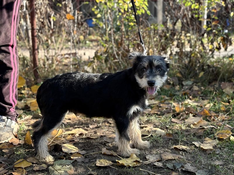 Filip - Bezaubernder Bube sucht Zuhause