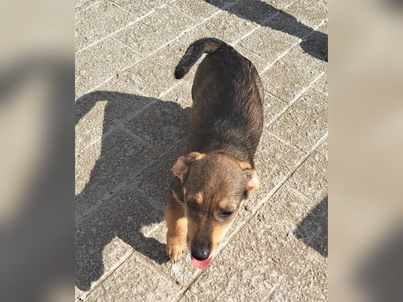 Dackelmix Kambria sucht ihr liebevolles Zuhause