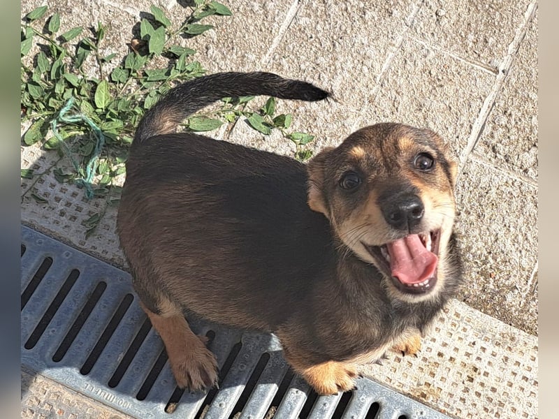 Dackelmix Kambria sucht ihr liebevolles Zuhause