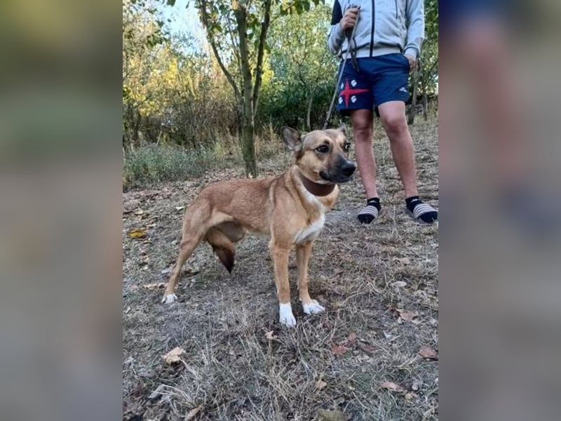 Nayana Tierschutzhund sucht ein Zuhause