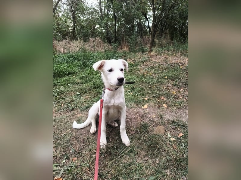 Zeus Tierschutzhund sucht ein Zuhause