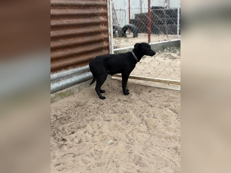 Esma – ein Herz auf vier Pfoten