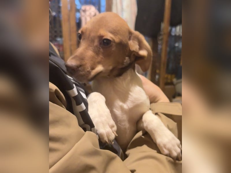 BENI, aufmerksamer Welpe, 3 Monate, 29 cm, Mischling, Tierschutz Rumänien