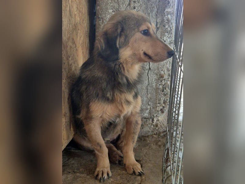 ⭐️ALINE⭐️, ruhige, kleine Hündin, 1 Jahr, 32 cm, Mischling, Tierschutz
