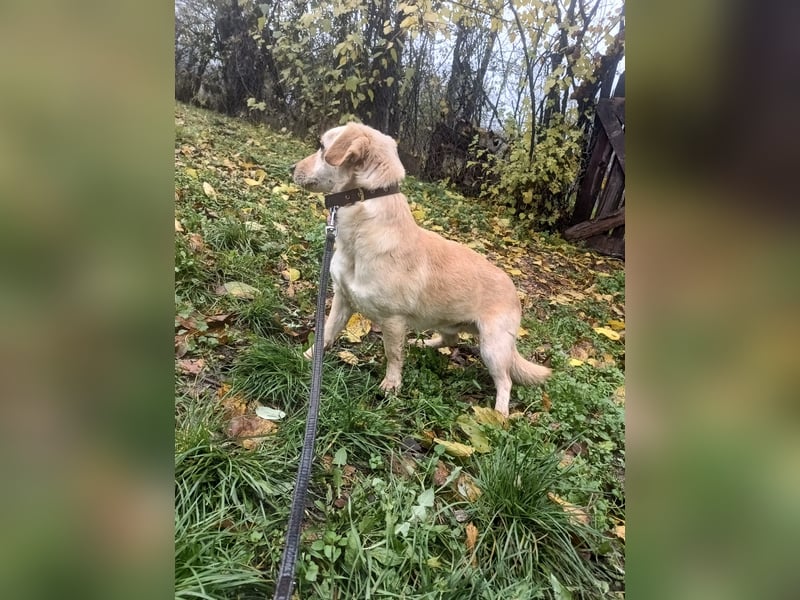 Billy Tierschutzhund sucht ein Zuhause