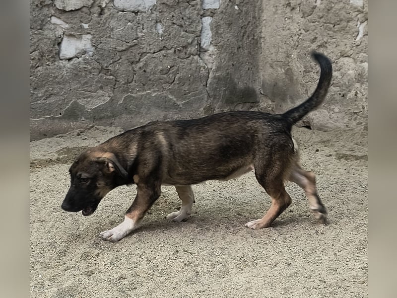 ⭐️ILLA⭐️, Zuckermaus, Hündin, 1 Jahr, 34 cm, Mischling, Tierschutz