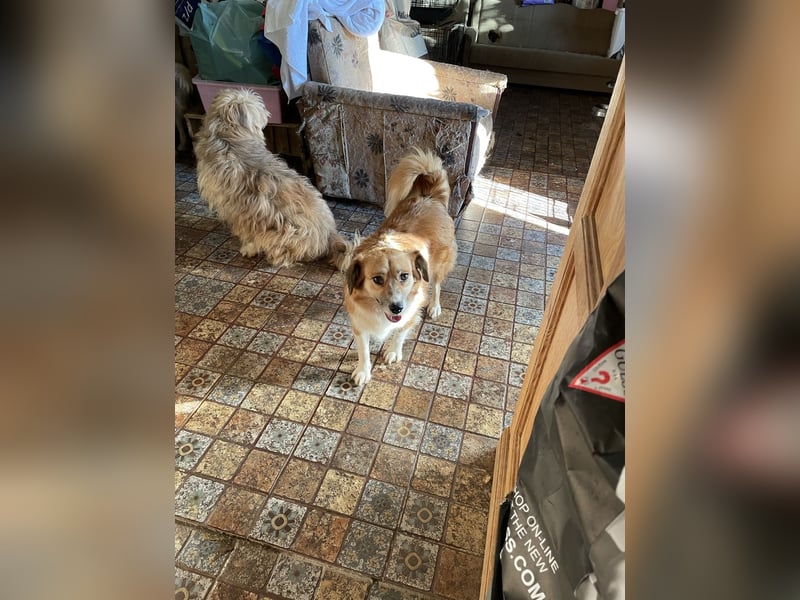 ⭐️FUMI⭐️, kleine Schönheit, fast 7 Jahre, 40 cm, Mischling, Tierschutz