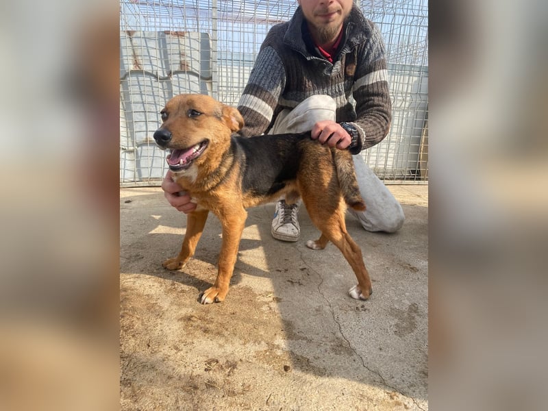 Füleske wartet auf seine Chance