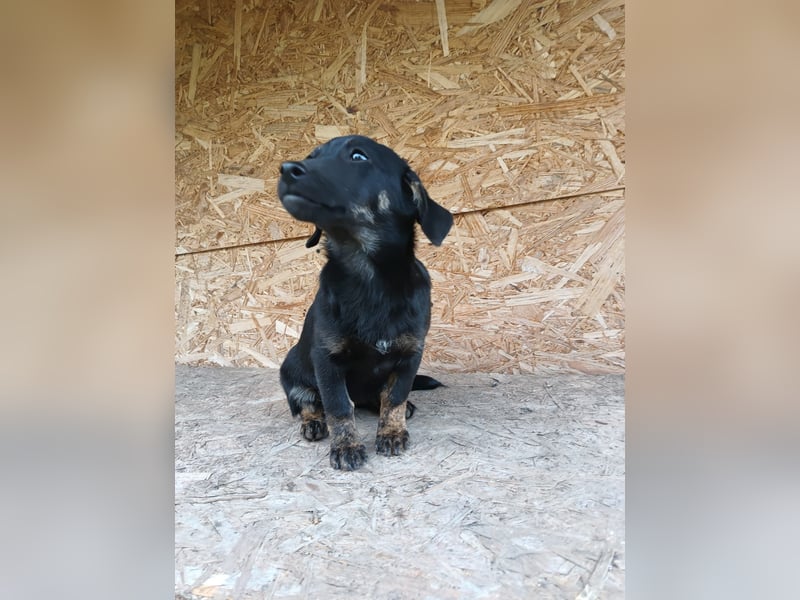 Zoe Tierschutzhund sucht ein Zuhause