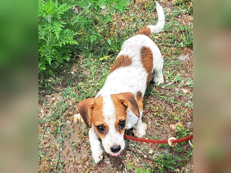 Die kleine Lilou kann bald in Hessen besucht werden
