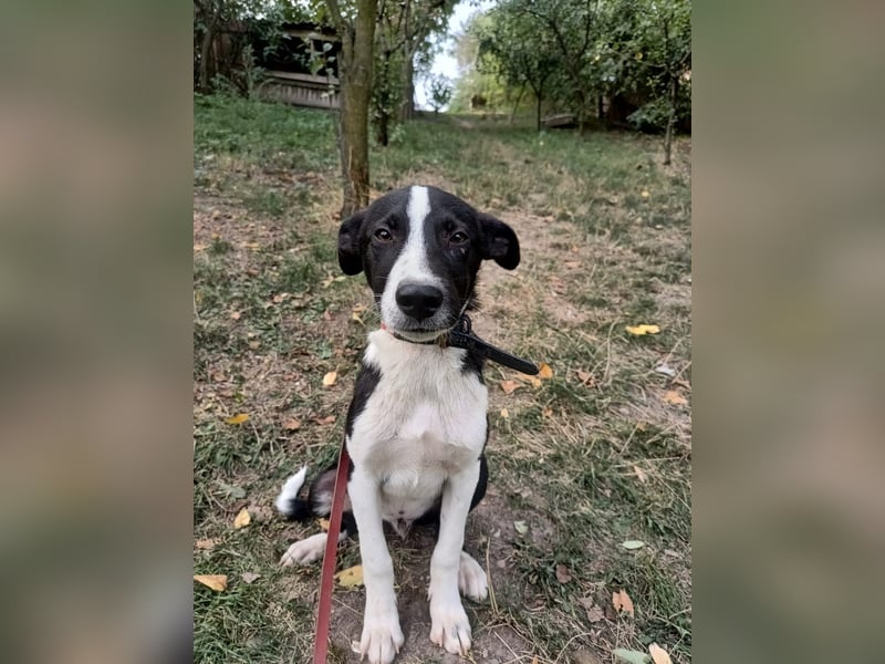 Ziko Tierschutzhund  sucht ein Zuhause