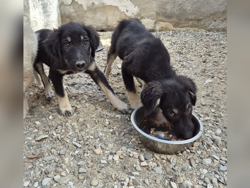 ⭐️DATA⭐️, zaghaftes Hundekind, Hündin, 6 Monate, bis 50 cm ausgew., Mischling, Tierschutz