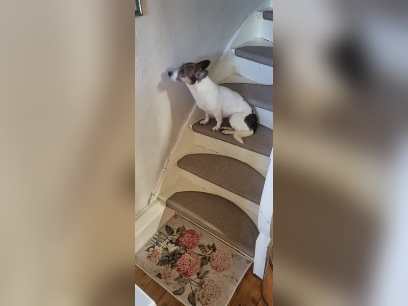 MOLLY, zarte Seele, 3,5 Jahre, 27 cm, Pflegestelle 53773, Tierschutz Rumänien