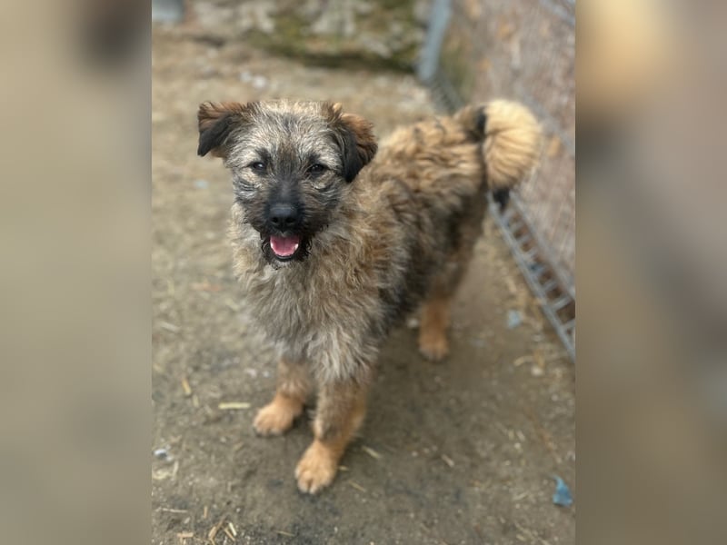 HEARTY, zuckersüßes Spielkind, 1 Jahr, 40 cm, Mischlingsmädchen, Tierschutz Rumänien