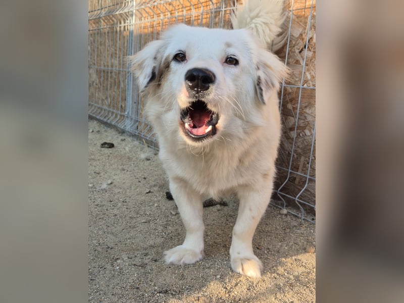FINJA, sensible Hündin, 1,5 Jahre, 34 cm, Mischling, Tierschutz