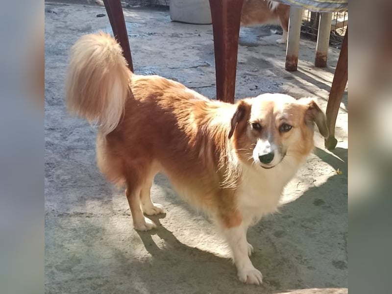 ⭐️FUMI⭐️, kleine Schönheit, fast 7 Jahre, 40 cm, Mischling, Tierschutz