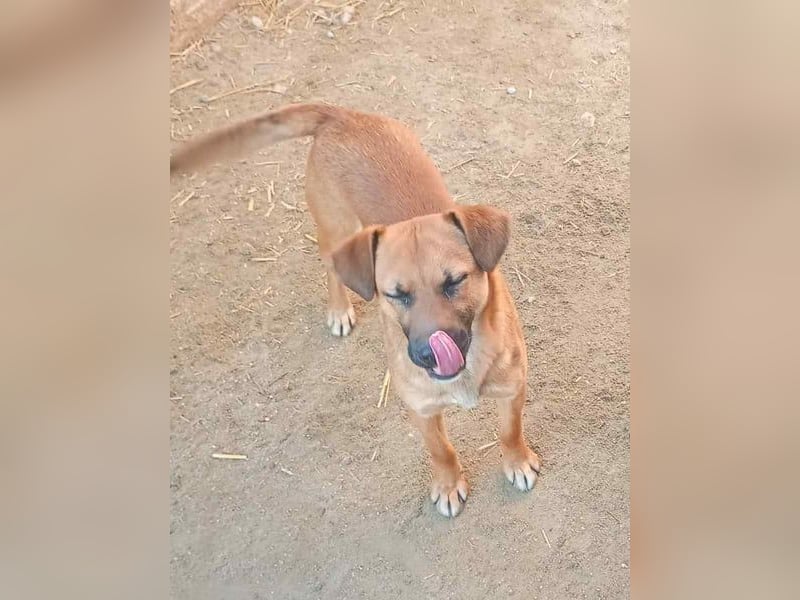 OLLI, lustiger Hundejunge, 1 Jahr, 36 cm, Mischling, Tierschutz