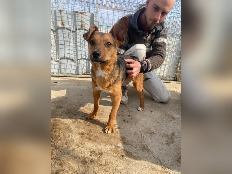 Füleske wartet auf seine Chance