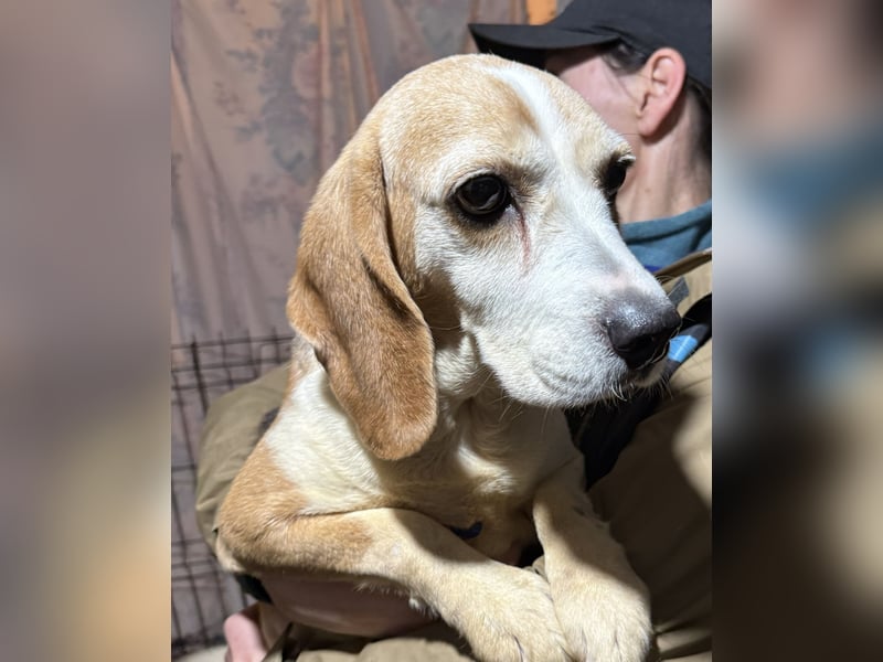 DAISY, Super-Omi, 10 Jahre, 36 cm, Beagle-Mix, Tierschutz, Pflegestelle Leipzig