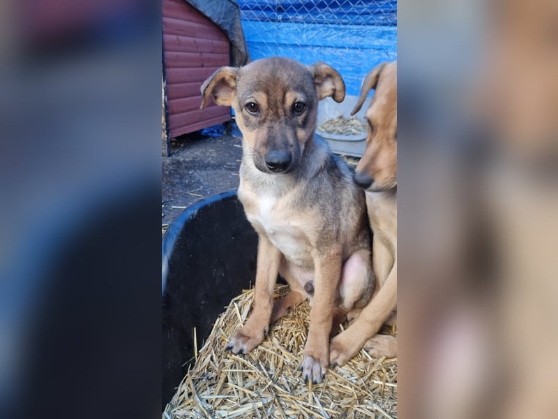 ⭐️ERICH⭐️, Kuschelkerl, Welpe, 6 Monate, im Wachstum, Mischling, Tierschutz