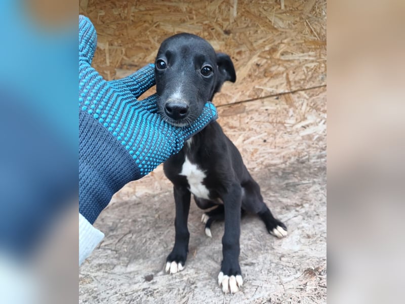 Smartie Tierschutzhund sucht ein Zuhause