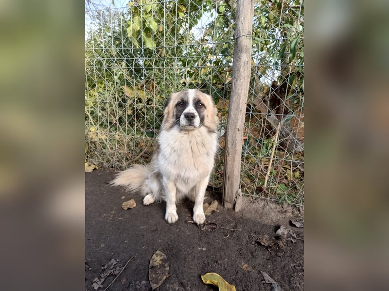 Mogli Tierschutzhund sucht ein Zuhause